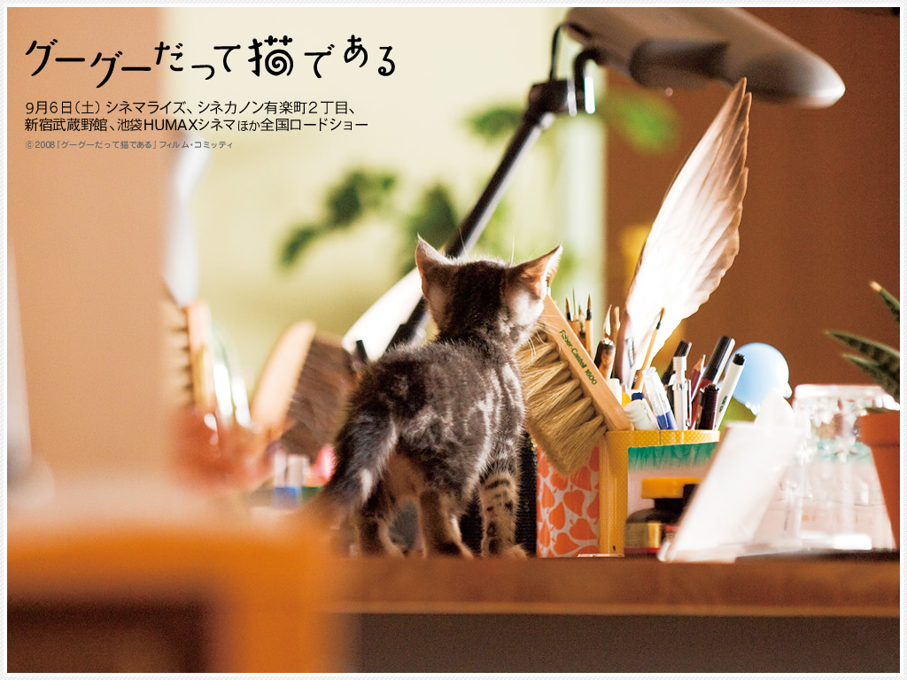 Gou Gou The Cat Gou Gou The Cat