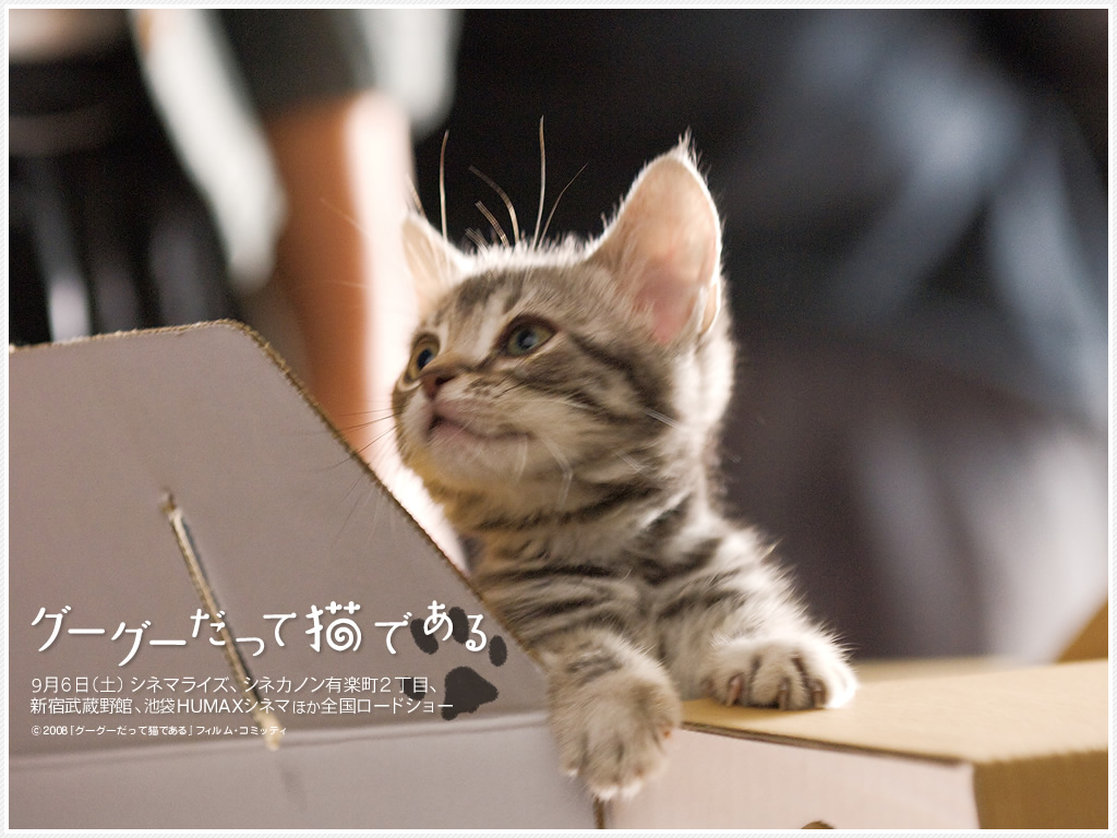 Gou Gou The Cat Gou Gou The Cat