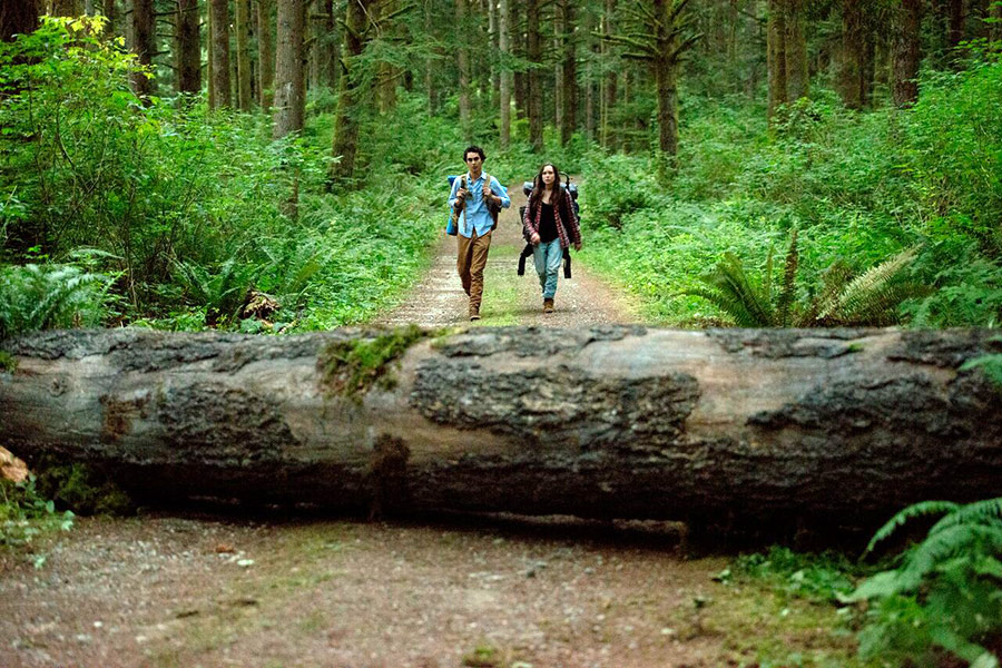 Into the Forest