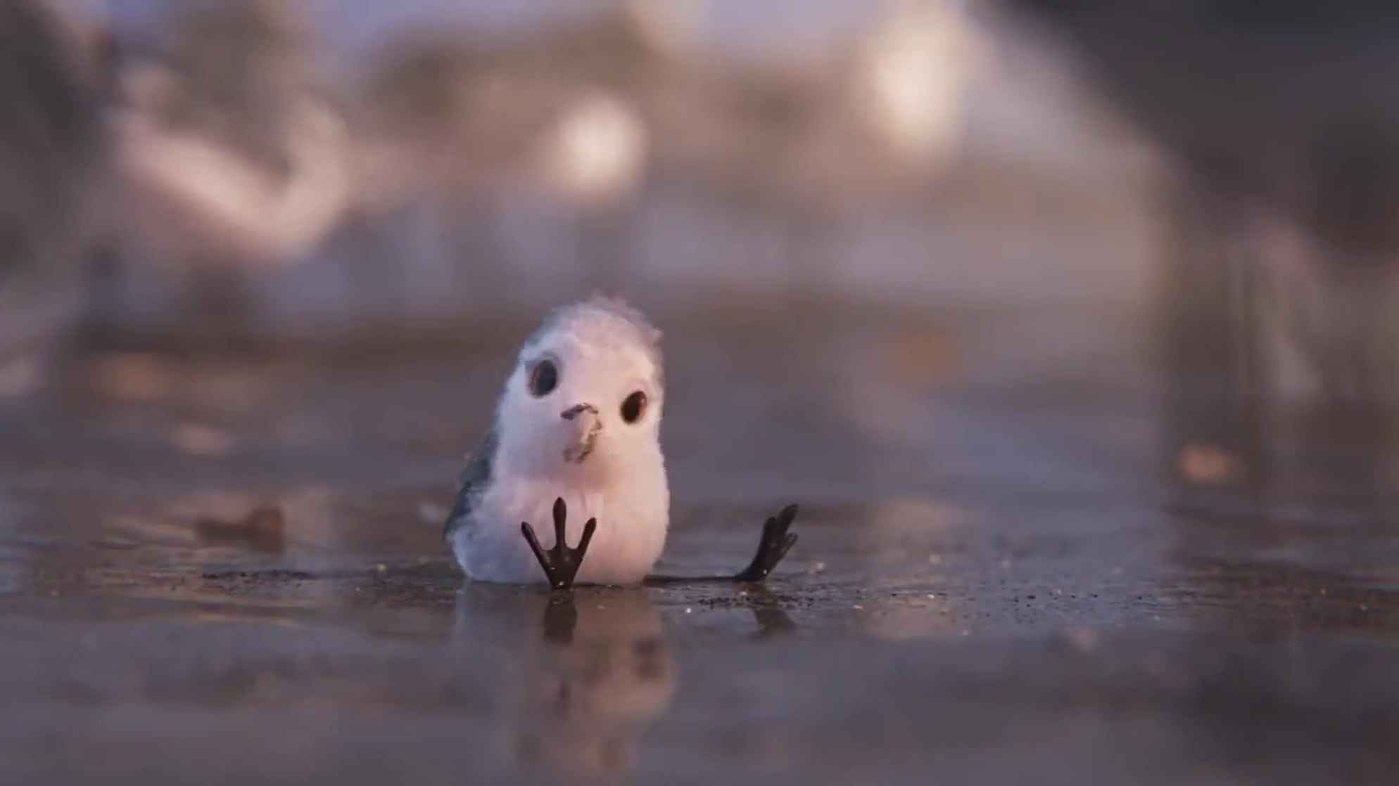 Piper