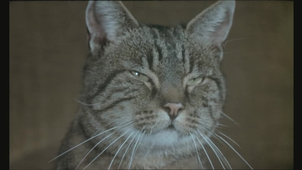 Le Chat Le Chat