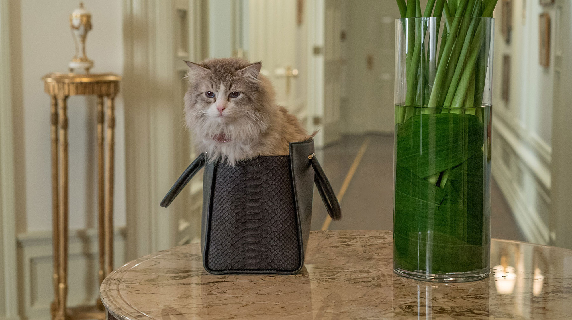 Nine Lives