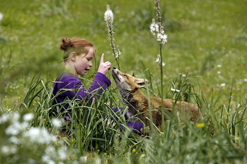 The Fox and the Child