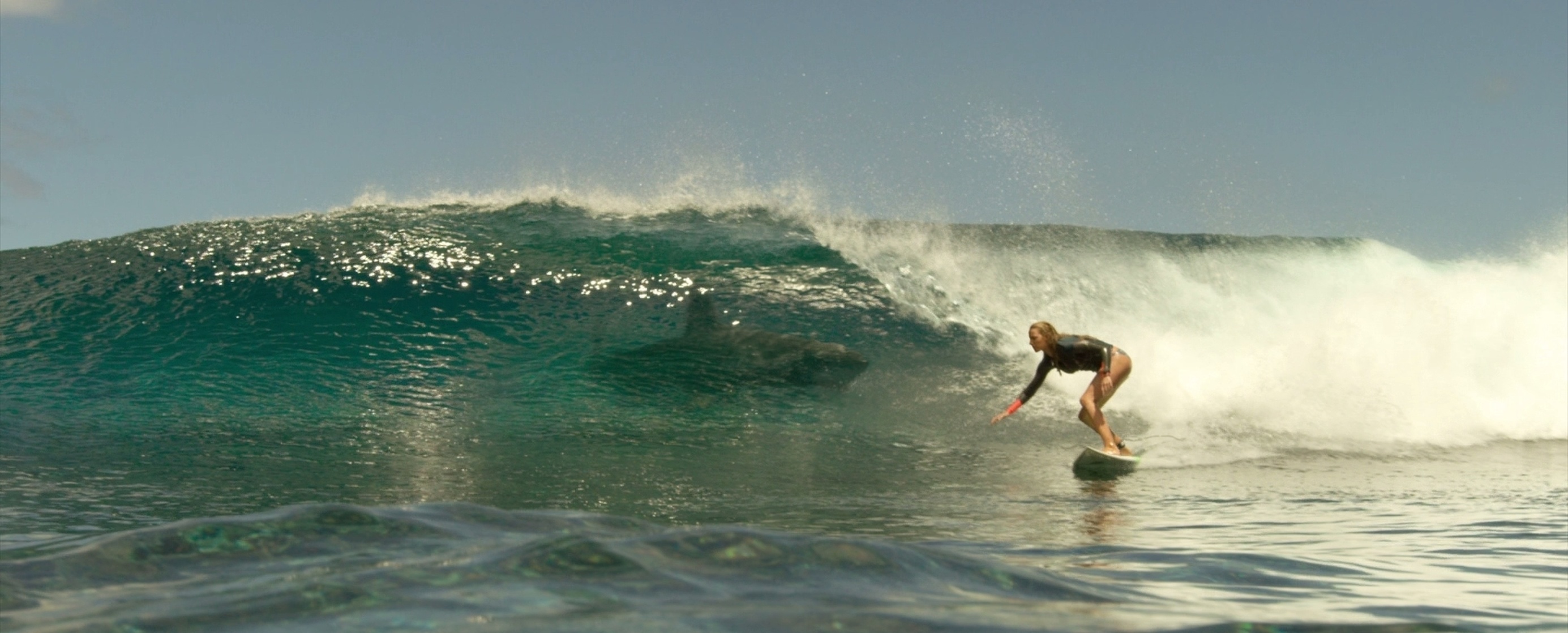 The Shallows The Shallows