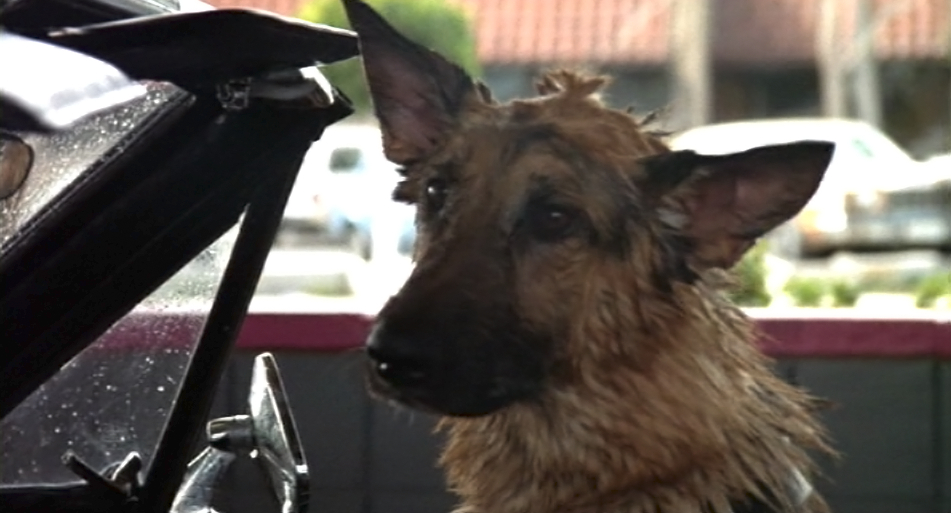 K-9 K-9