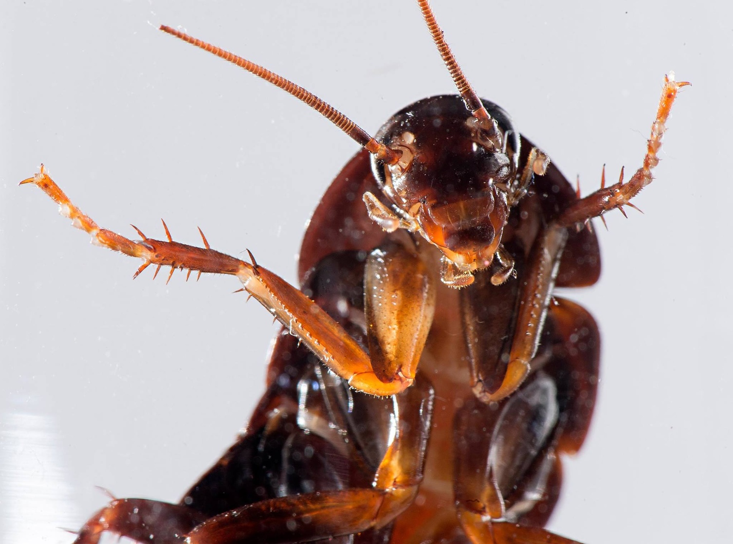 Aaah! Roach!