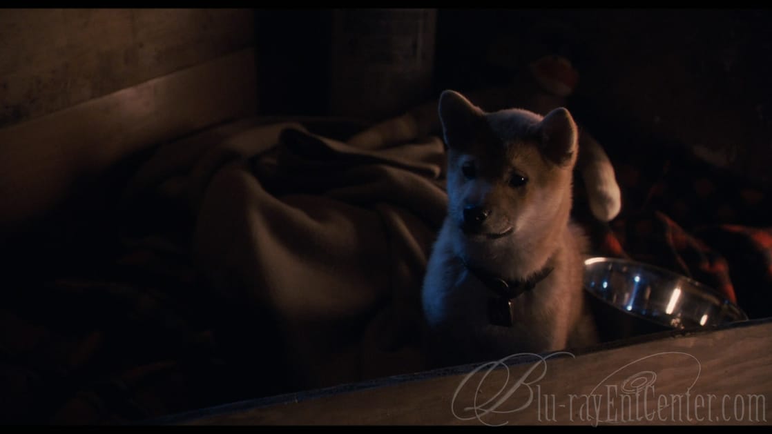 Hachi: A Dog's Tale