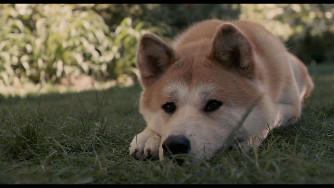 Hachi: A Dog's Tale