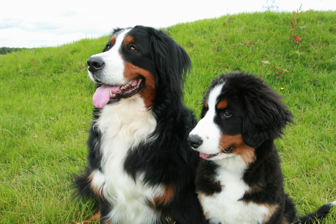 Bernese Mountain Dog