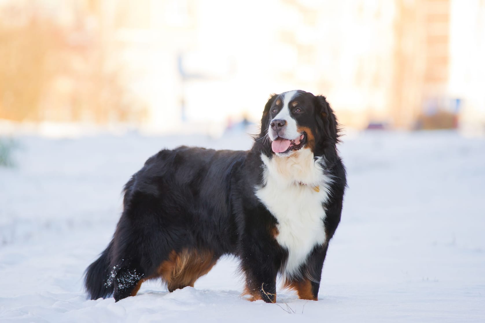 Bernese Mountain Dog