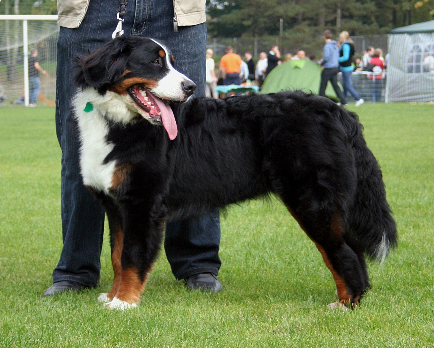 Bernese Mountain Dog