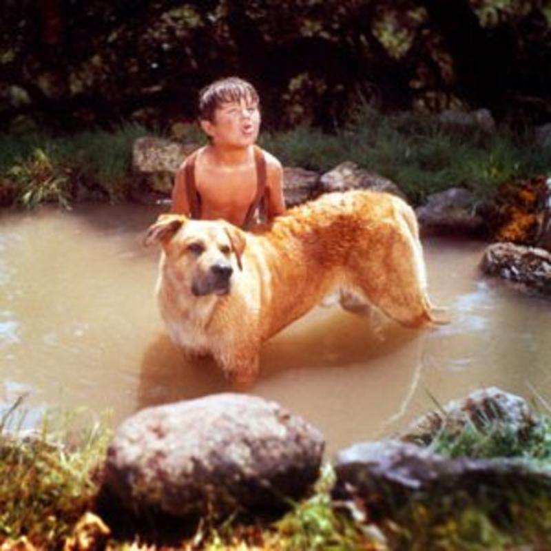 Picture Of Old Yeller