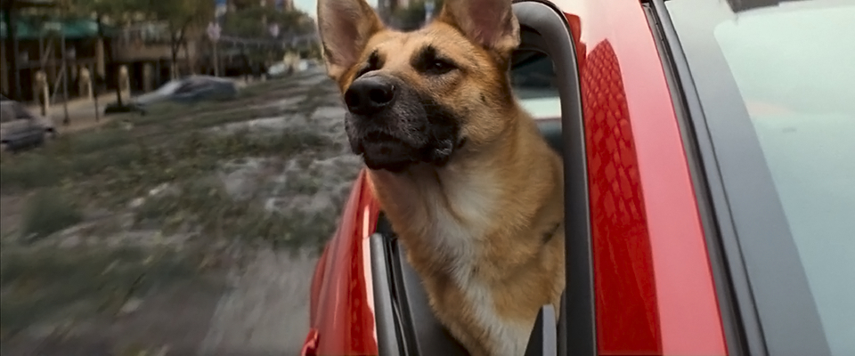 I Am Legend I Am Legend