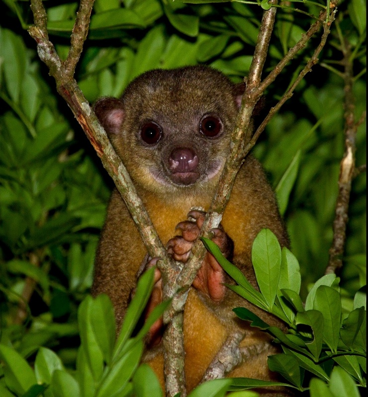 Kinkajou