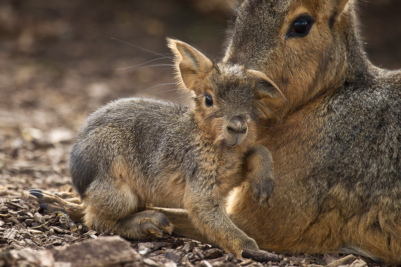 Patagonian Cavy & baby