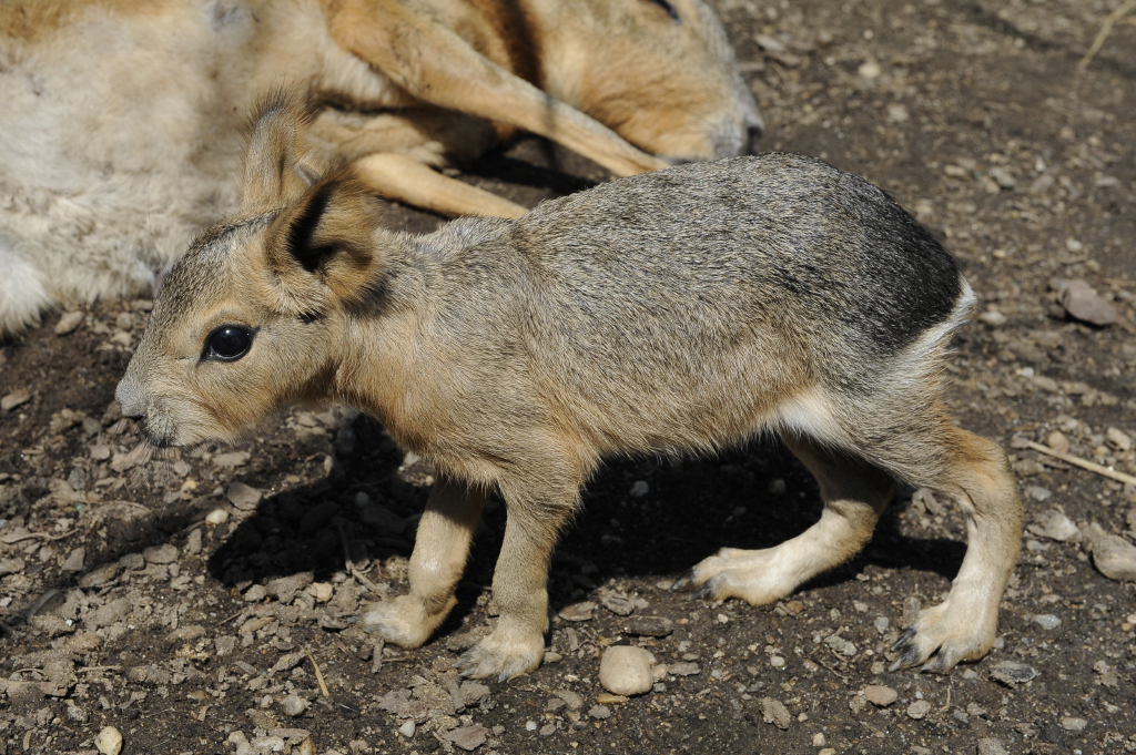 Baby Patagonian Cavy