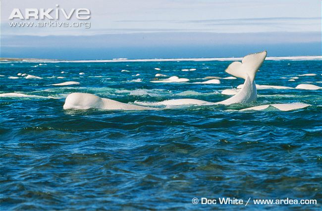 К какой группе океана относится белуха. Соловки Белухи. Киты Белухи на Соловецких островах. Соловецкие острова Белухи. Белужий мыс Соловки белые киты.