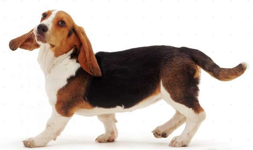 Basset Hound