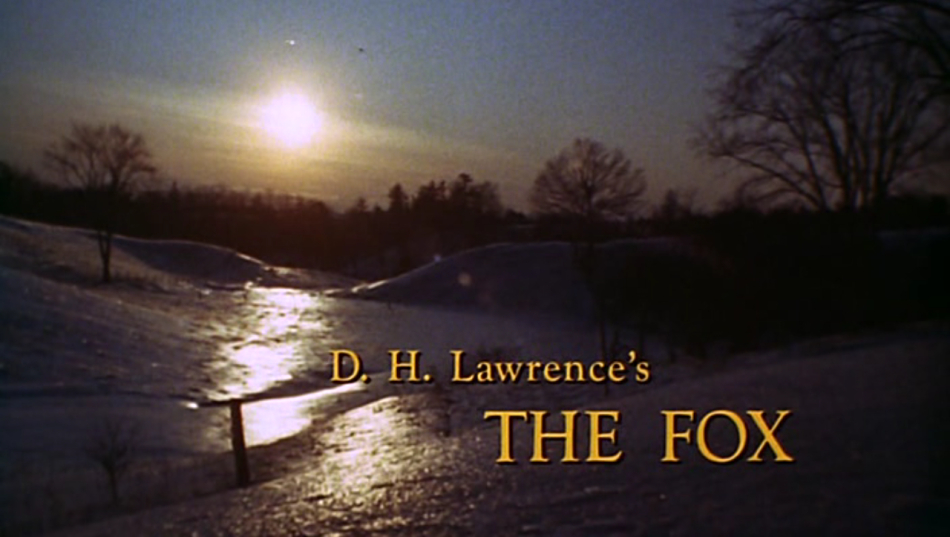 The Fox The Fox