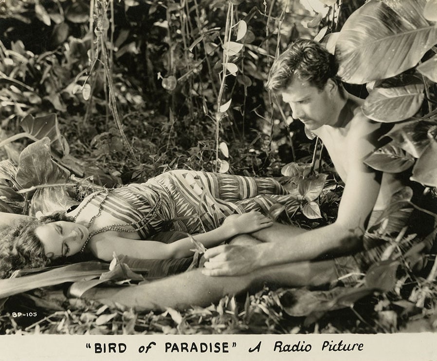 Bird of Paradise