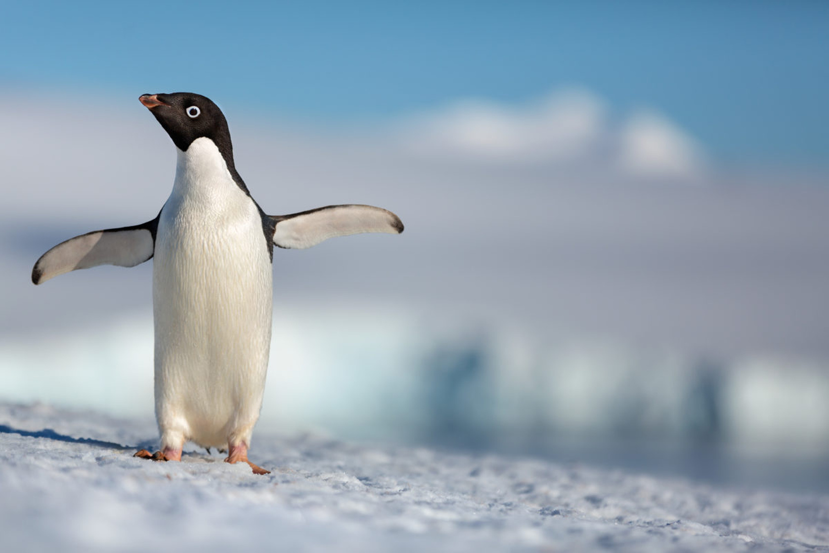 Penguins Penguins
