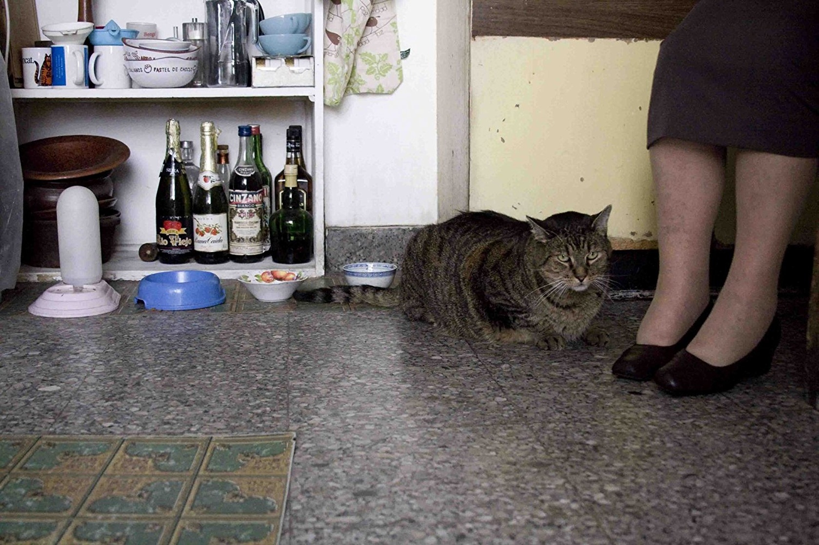 Old Cats