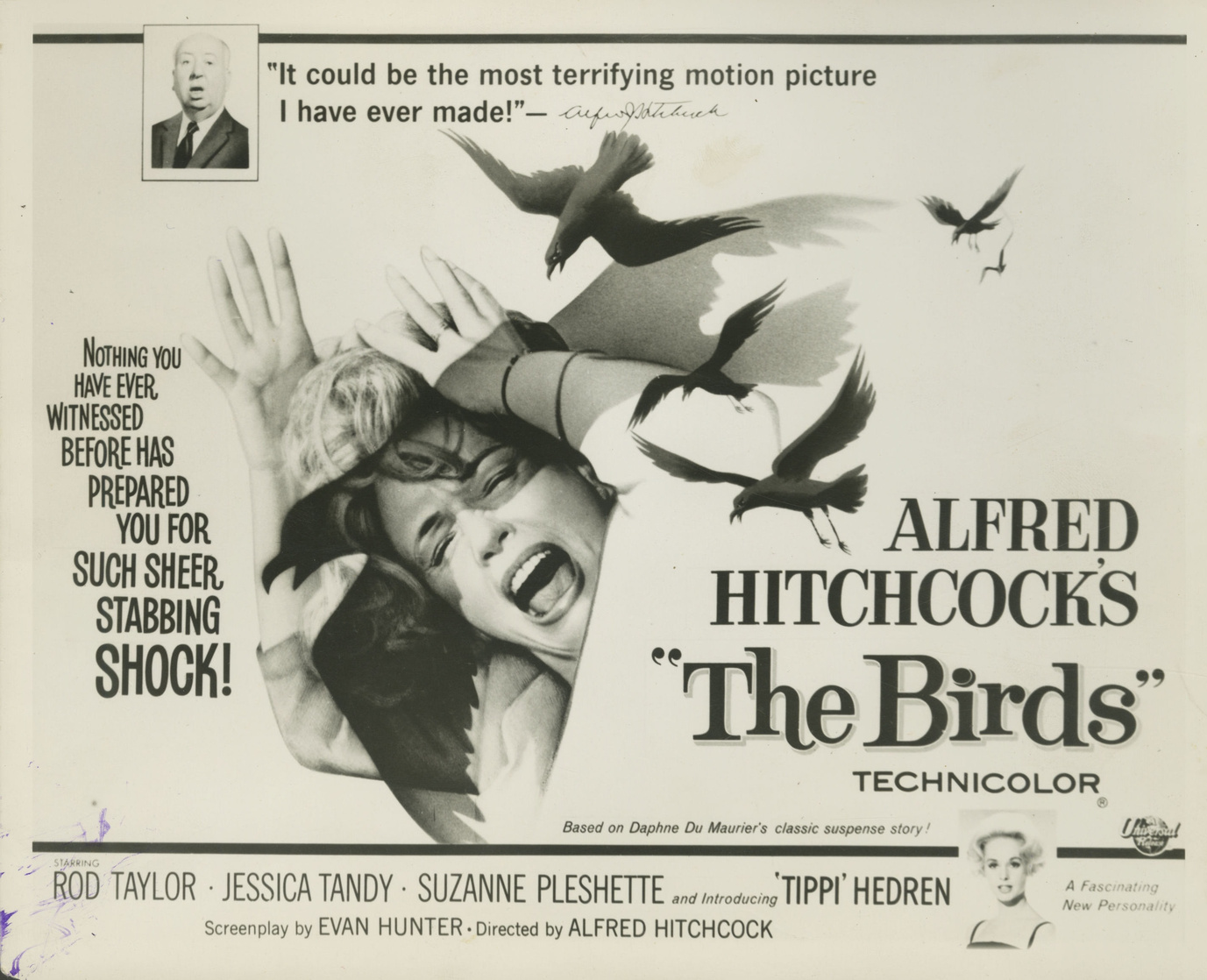 The Birds