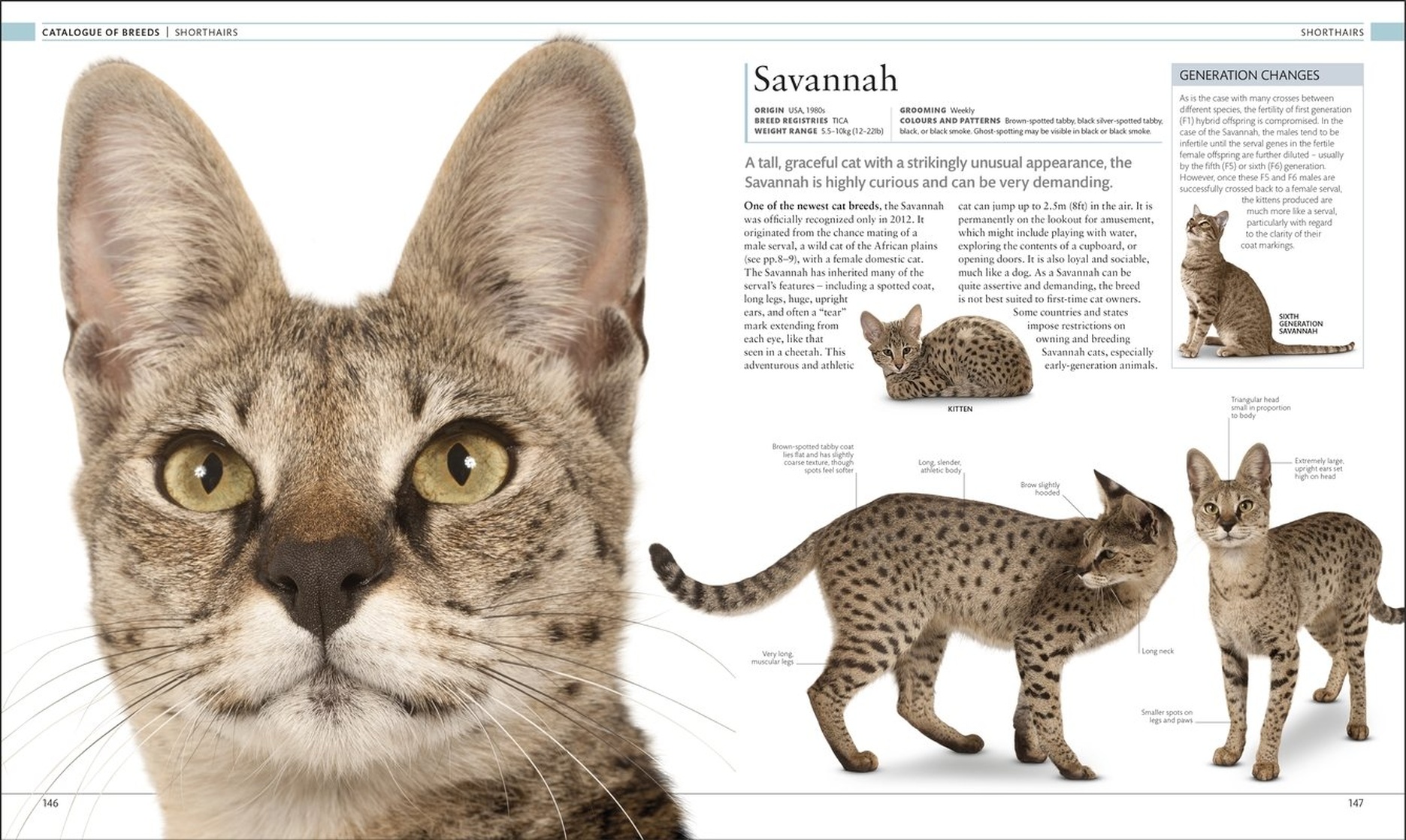 The Cat Encyclopedia: The Definitive Visual Guide