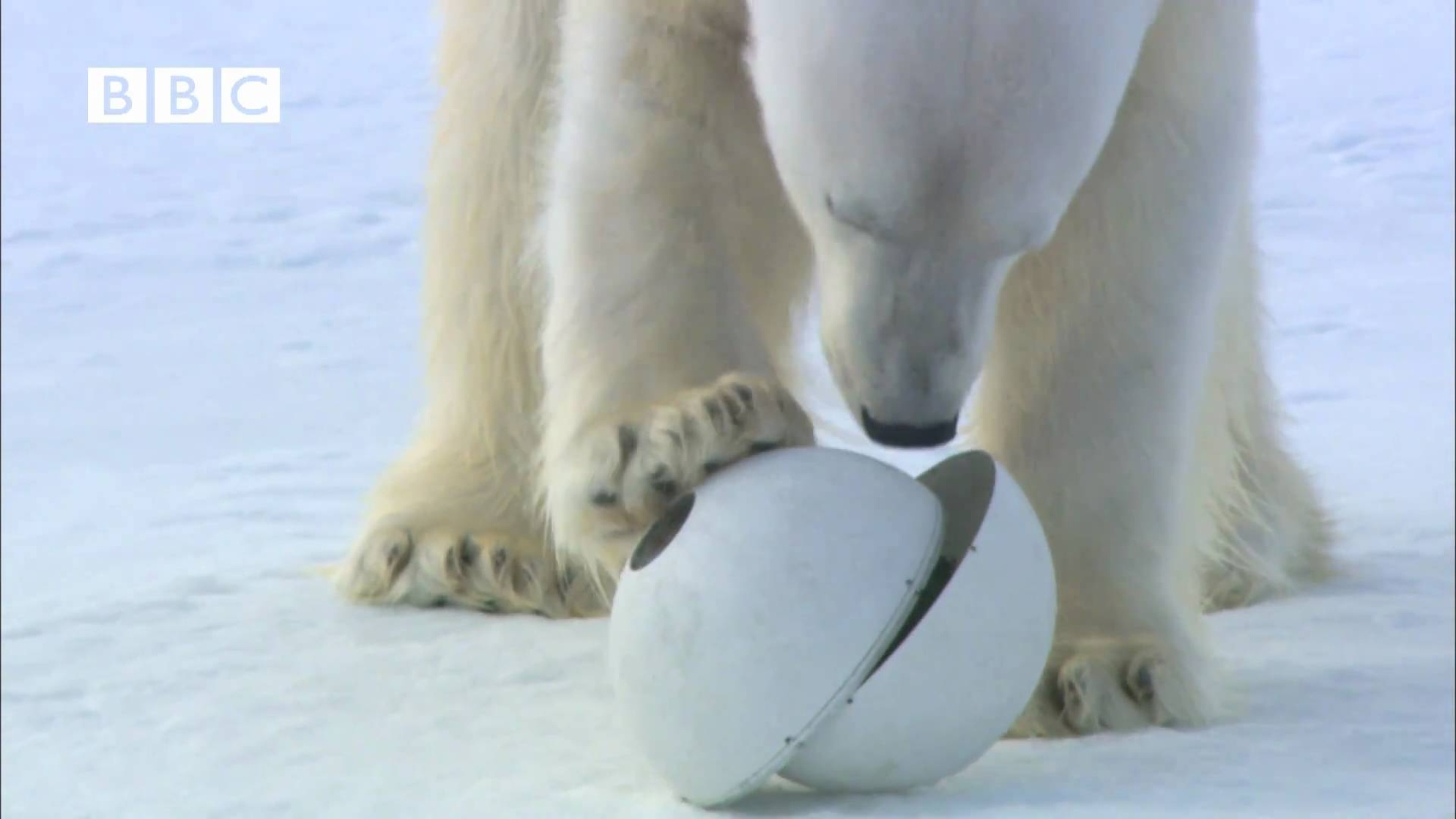 Polar Bears: Spy on the Ice