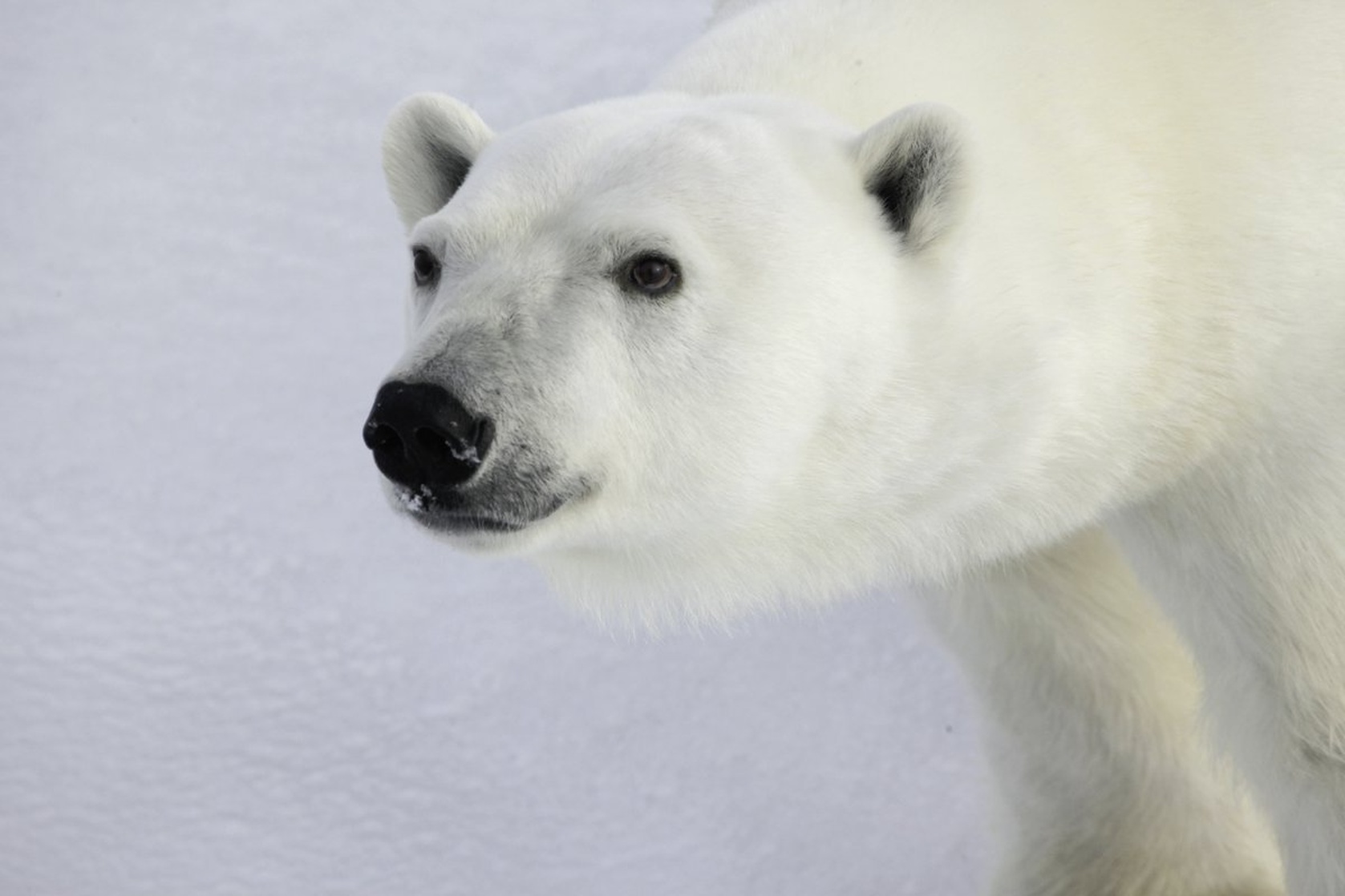 Polar Bears: Spy on the Ice Polar Bears: Spy on the Ice