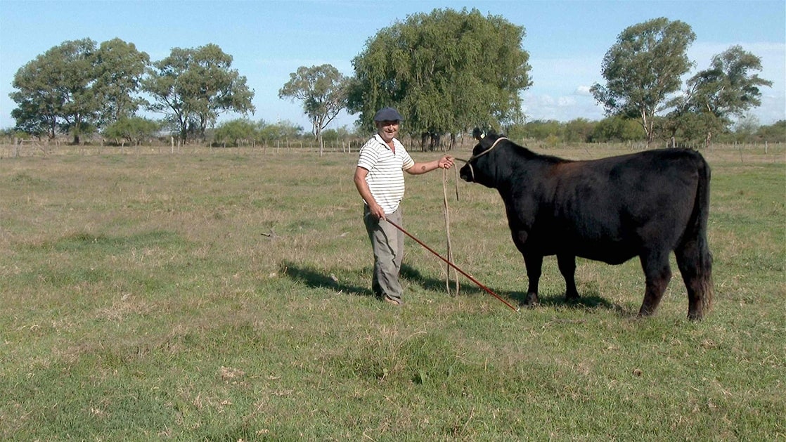 Todo sobre el asado