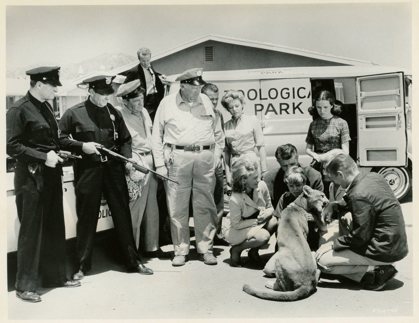Picture Of Zebra In The Kitchen