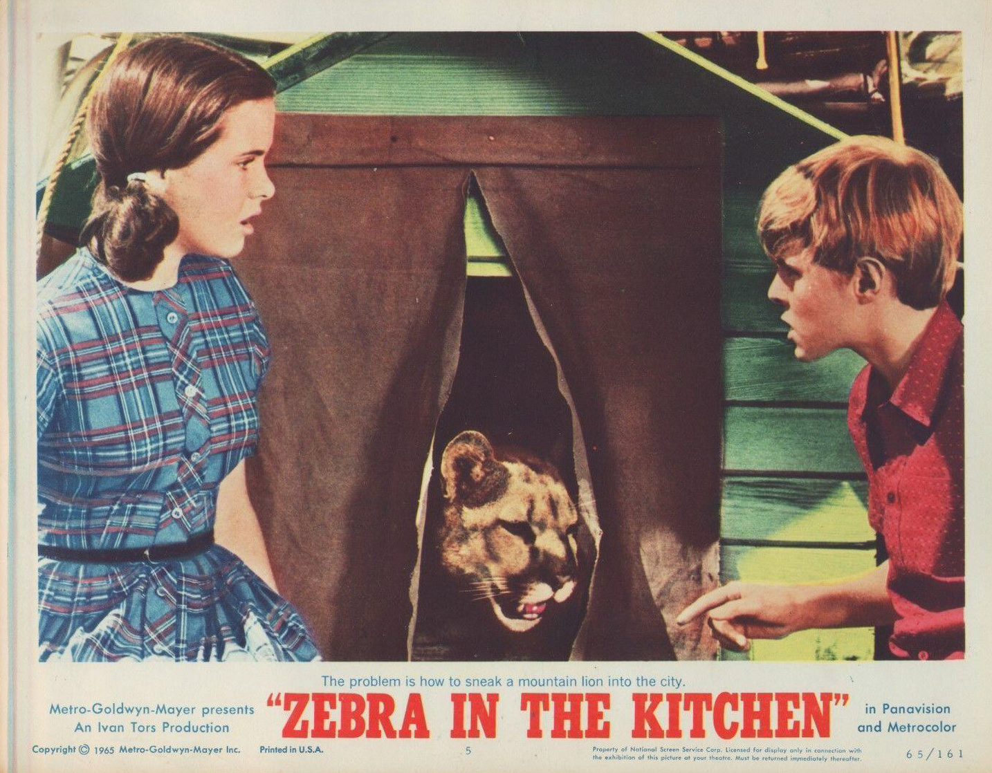 Picture Of Zebra In The Kitchen