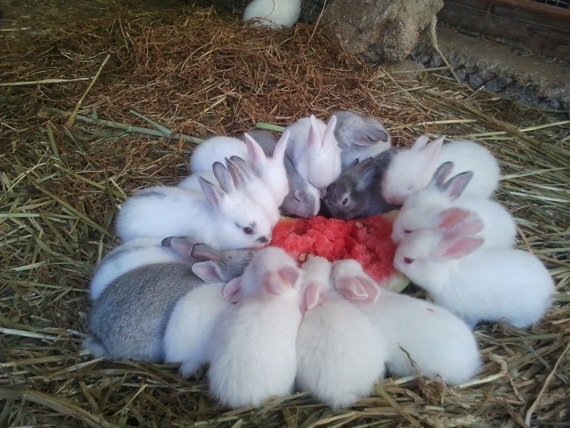 Почему крольчиха съедает крольчиха. Декоративные рожденные крольчата.