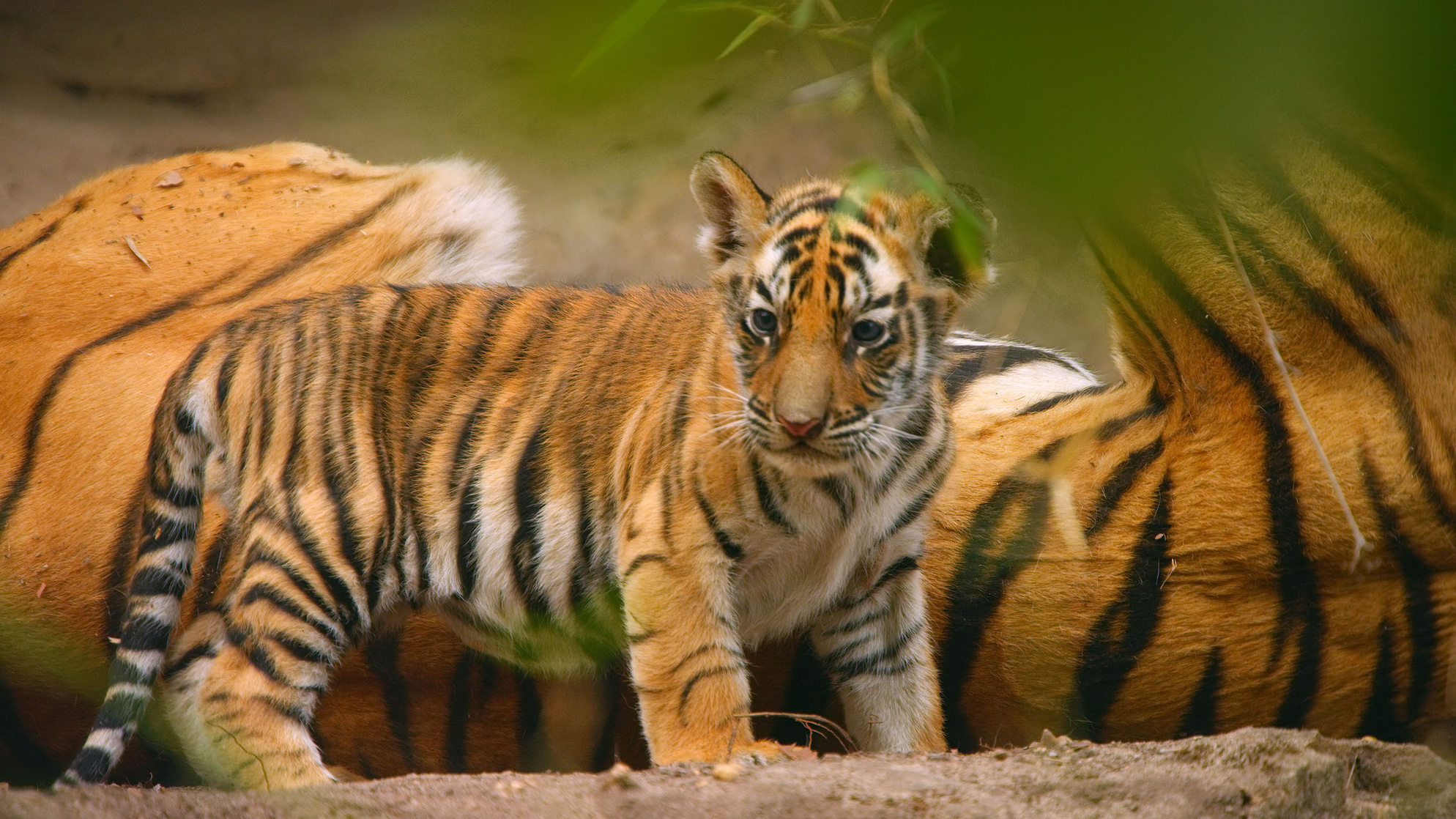 Dynasties