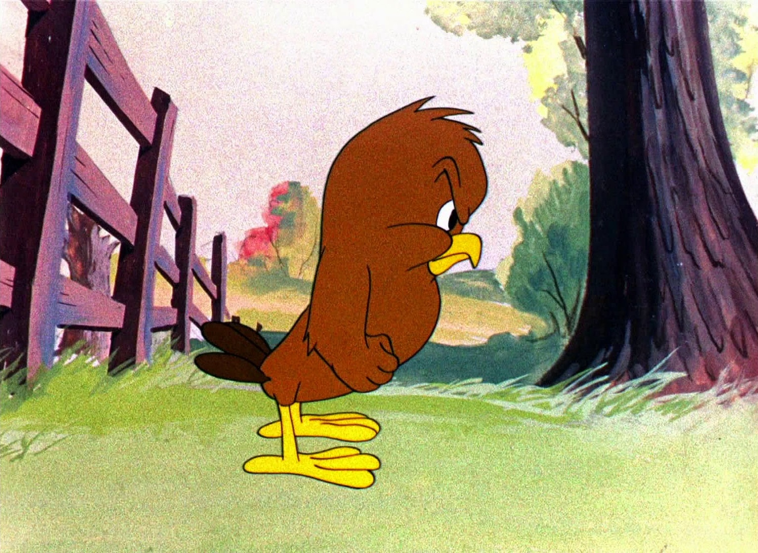 Walky Talky Hawky