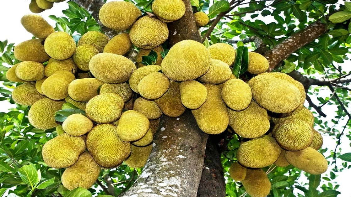 Jackfruit