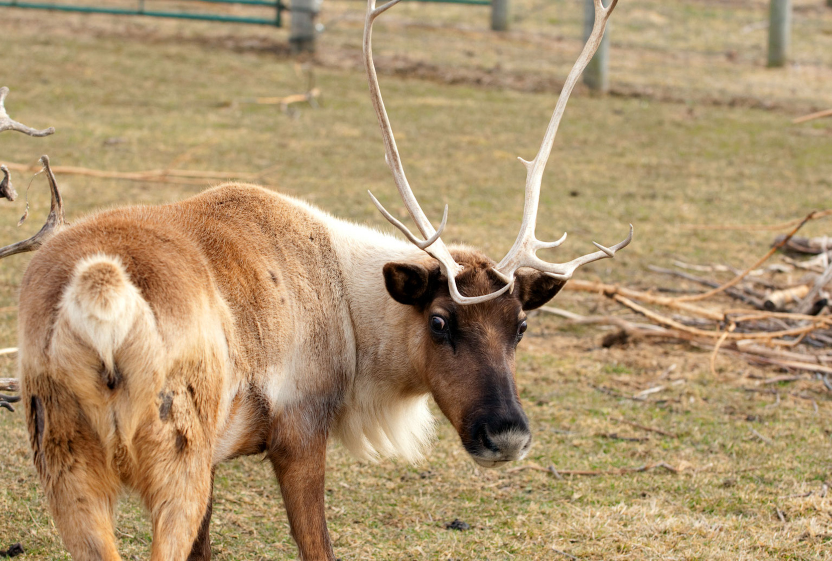 Reindeer