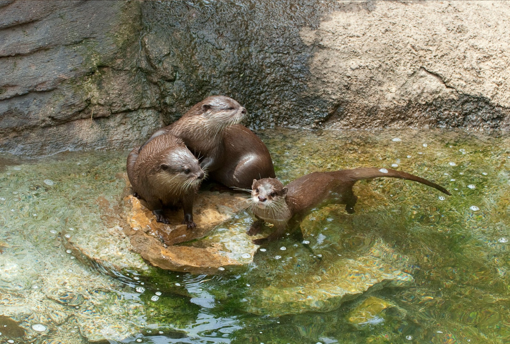 Asian Small Clawed Otter