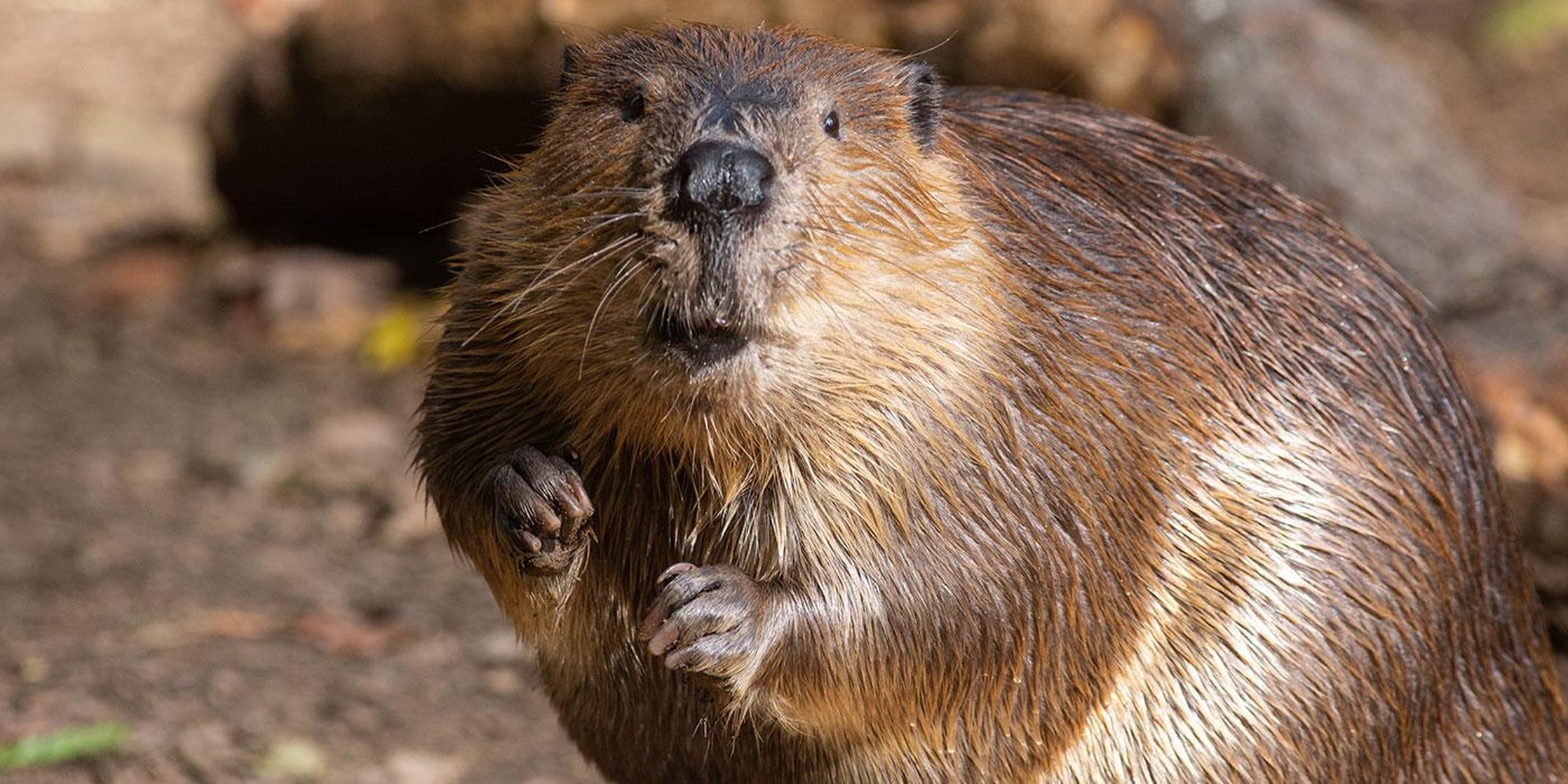 Beaver