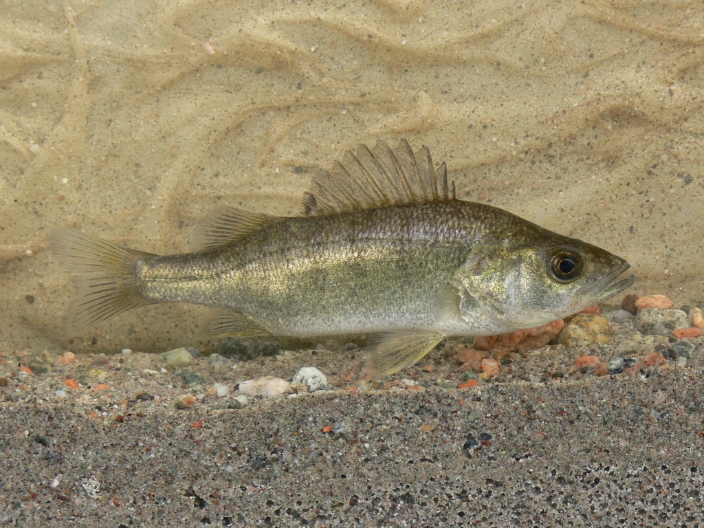 Balkhash Perch