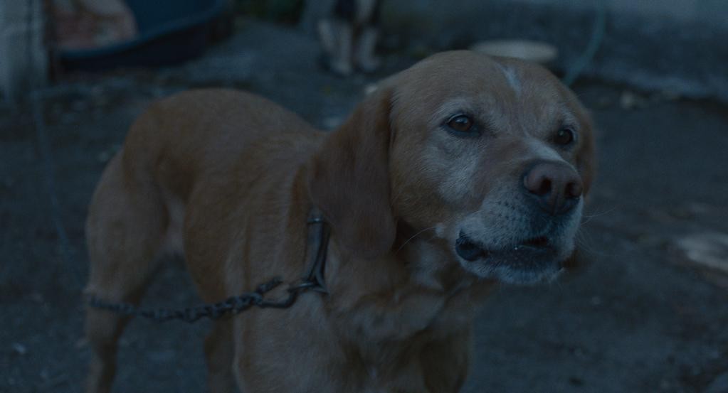 Lâchez les chiens (2018)
