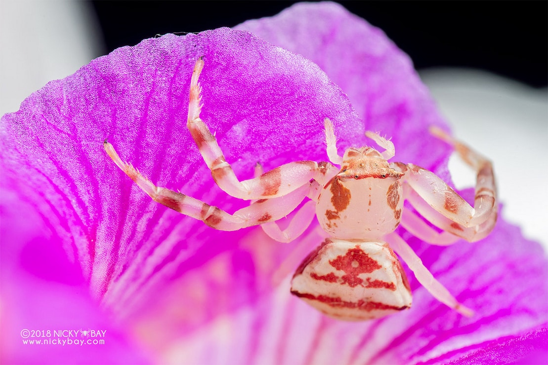 Orchid Crab Spider