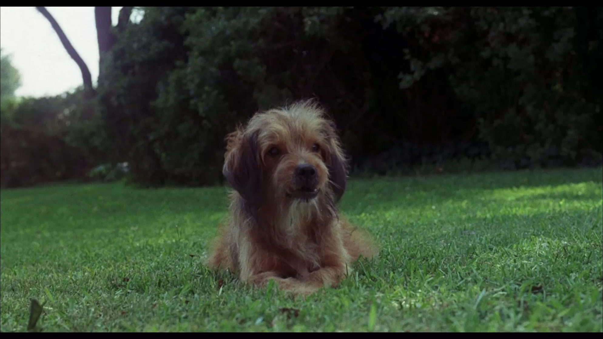 Benji Benji