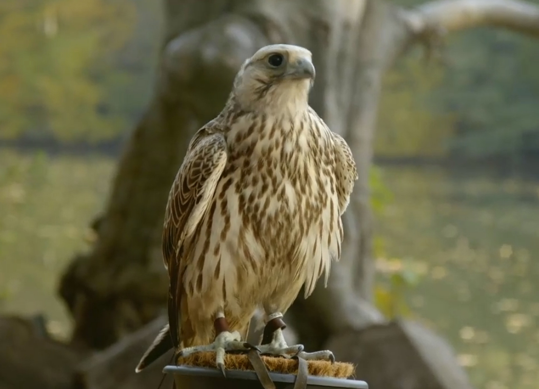 Der Falke