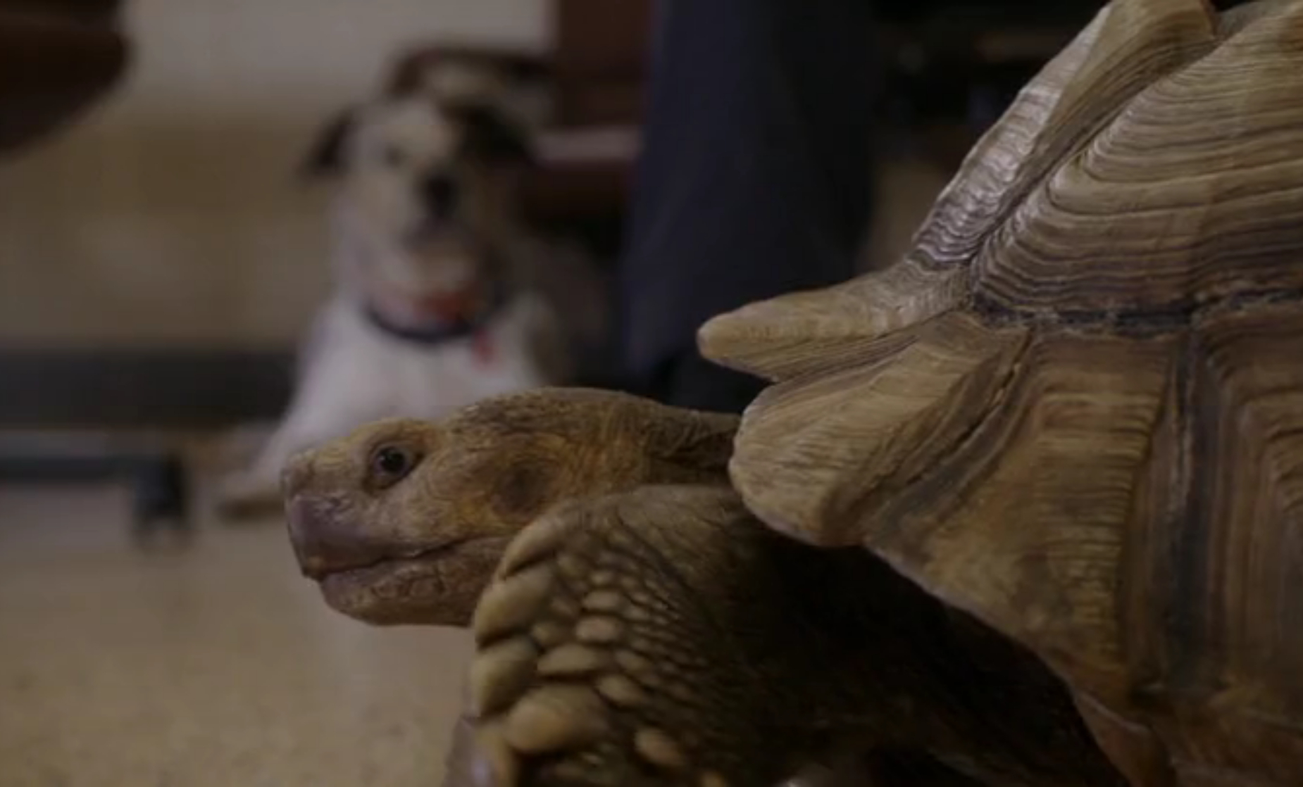 When Tortoises Fly