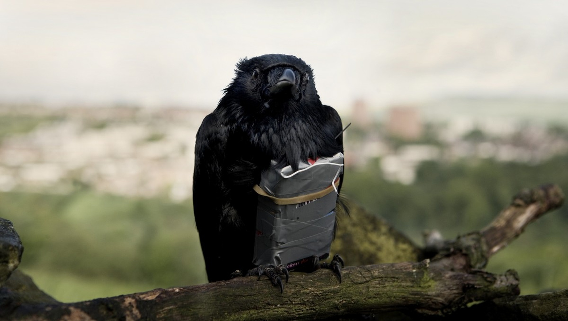Four Lions Four Lions
