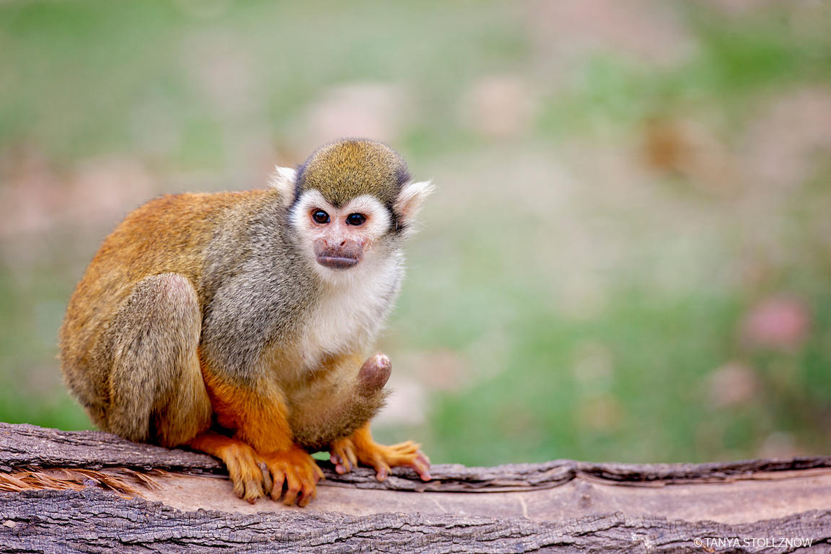 Squirrel monkey