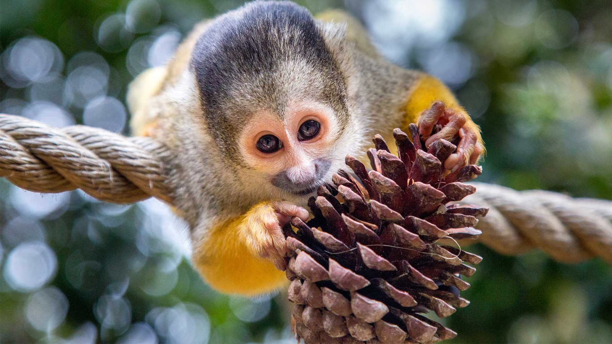 Squirrel monkey