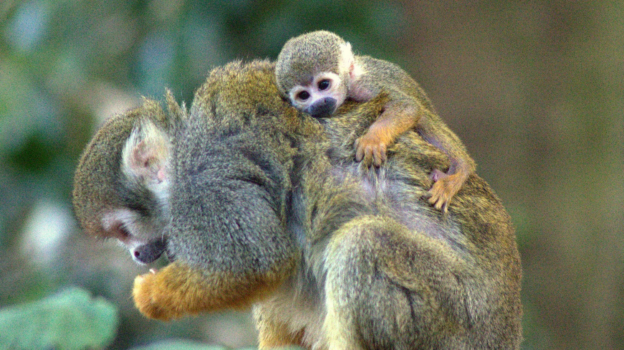 Squirrel monkey